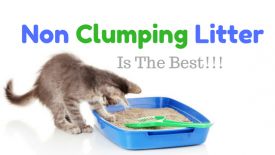 Non Clumping Cat Litter